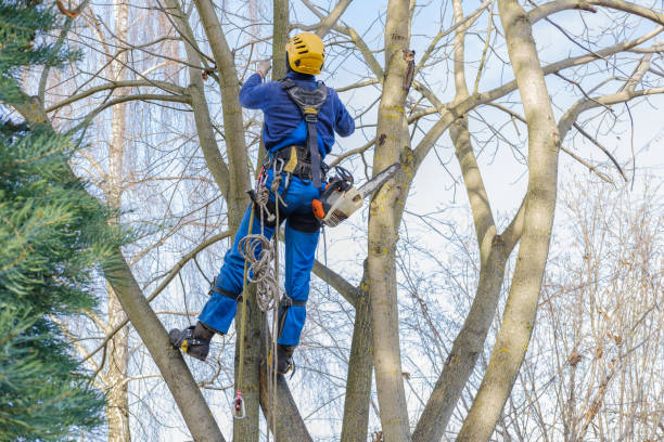 How Our Tree Care Process Works  in  Elko, NV